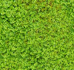 Garden Moss Indoors - Moss Close Up