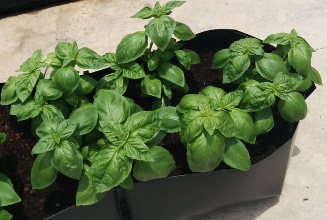 Guide to Growing Basil - How to grow basil plants