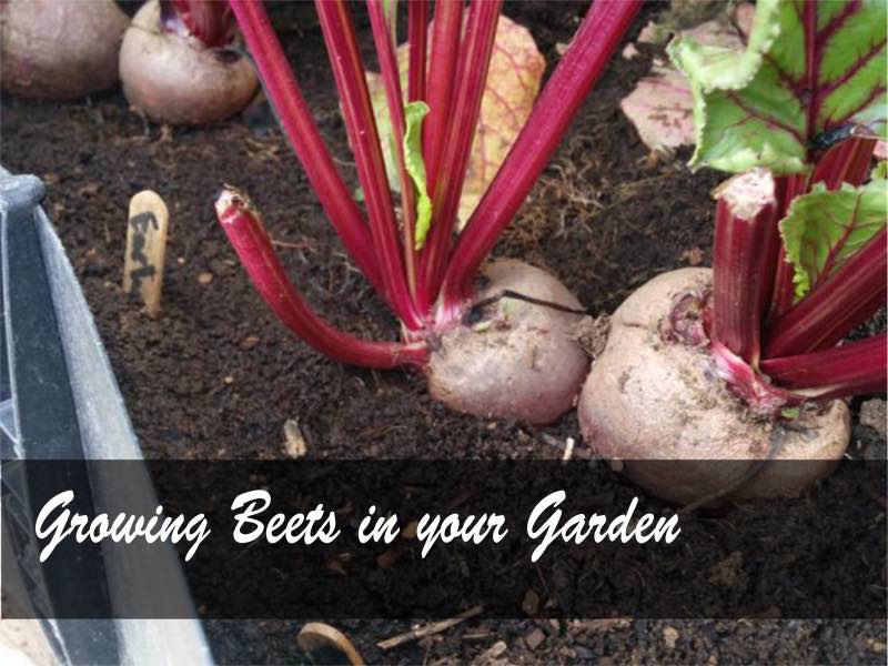 Learn How to grow beets in your garden