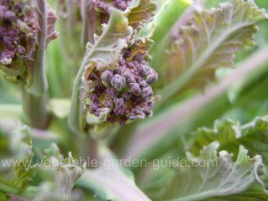 Purple Sprouting Broccoli - New Shoots