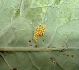 Large White butterfly eggs from how to grow brussel sprouts https://www.vegetable-garden-guide.com/how-to-grow-brussel-sprouts.html