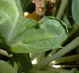 Small White caterpillar from how to grow brussel sprouts https://www.vegetable-garden-guide.com/how-to-grow-brussel-sprouts.html
