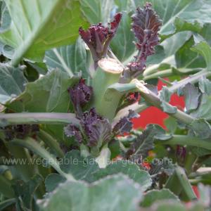 Purple Sprouting Broccoli - Sprouting New Florets