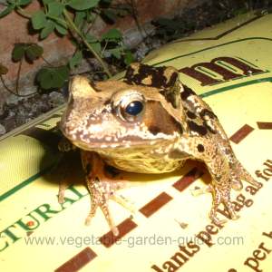 Freddie Frog In Greenhouse Vegetable Beds