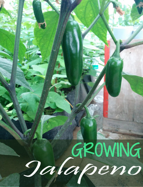 Growing Jalapenos - How to grow Jalapeno Pepper Plant