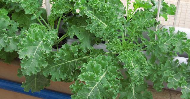 Growing Kale plants - How to grow Kale in your garden