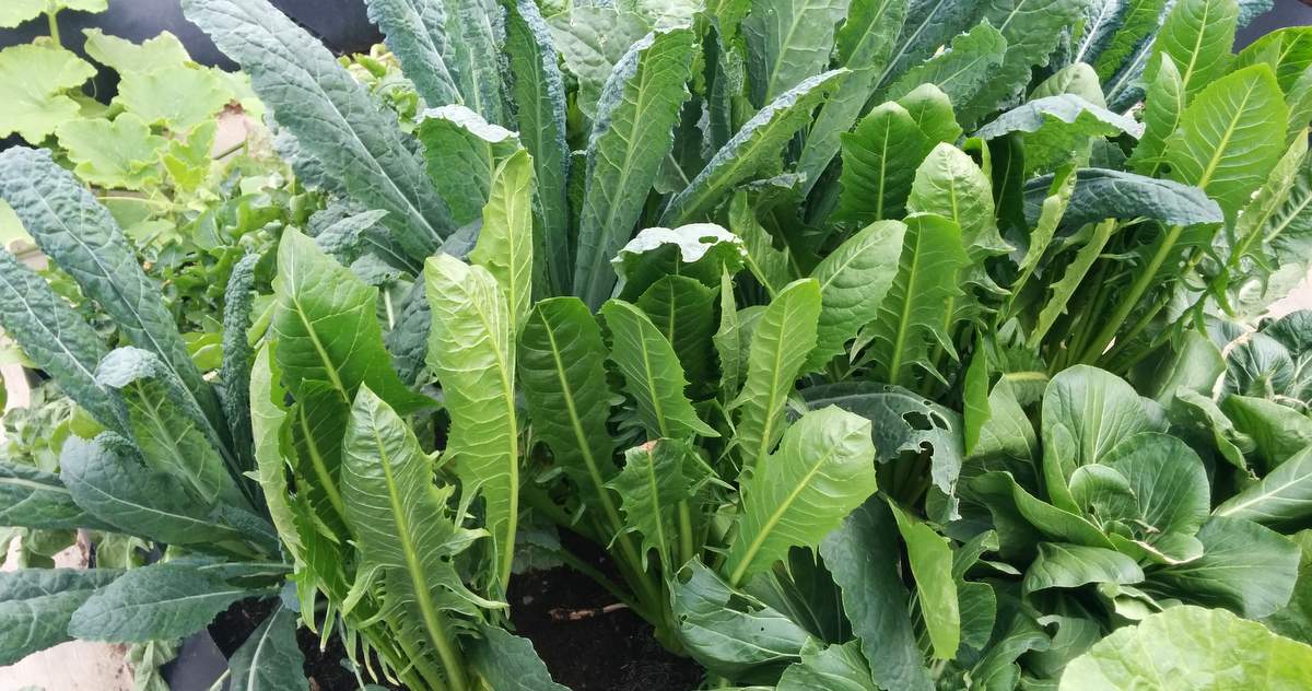 Growing Kale How to grow Kale