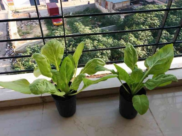 swiss-chard-growing-in-container