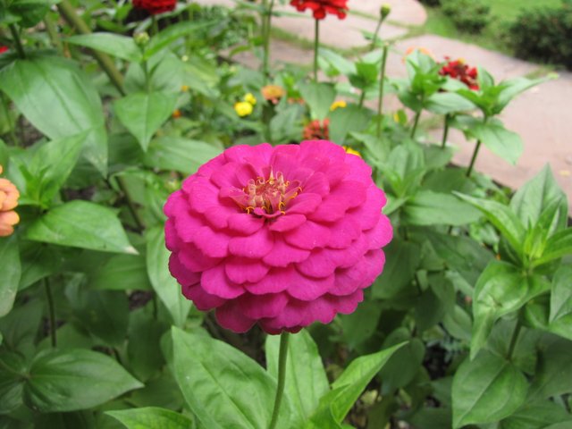 Growing-ZInnas-Zinnia-Flower-picture