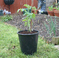 Growing Tomatoes in pots