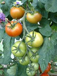 Harvesting tomatoes from plant