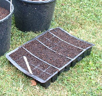 Prepared tray for transplanting tomato seedlings
