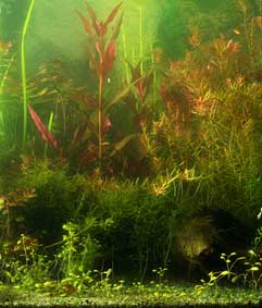 Indoor Water Garden - Plants