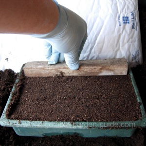 starting seeds - proding compost with fingers