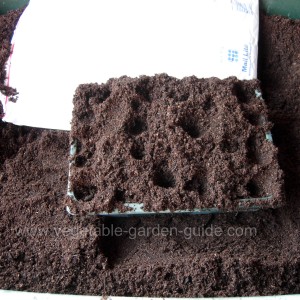 sowing seeds - proding compost with fingers