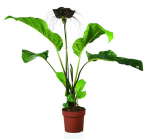 Unusual House Plants - Black Bat Plant