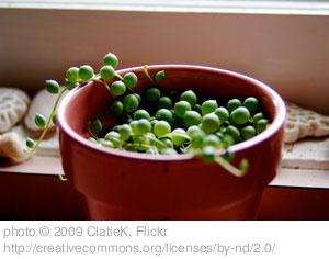 Unusual House Plants - String of Pearls Plant