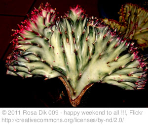 Unusual House Plants - Coral Cactus
