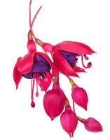 Hanging Planters - Fuchsia
